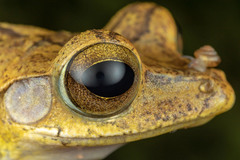 Polypedates cruciger