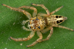Colopsus
