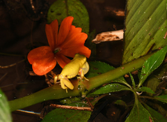 Dendropsophus carnifex