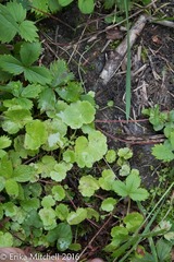 Hydrocotyle americana