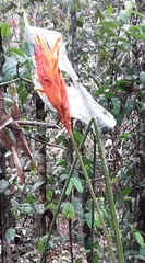 Heliconia densiflora
