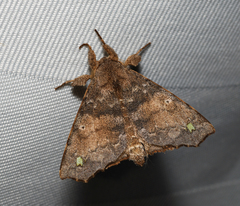 Olceclostera indentata