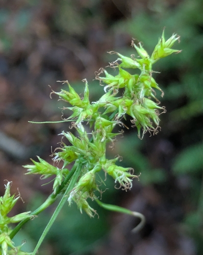 Carex polystachya, 2025-06-24