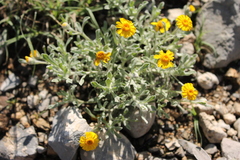 Thymophylla micropoides