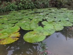 Nymphaea lotus