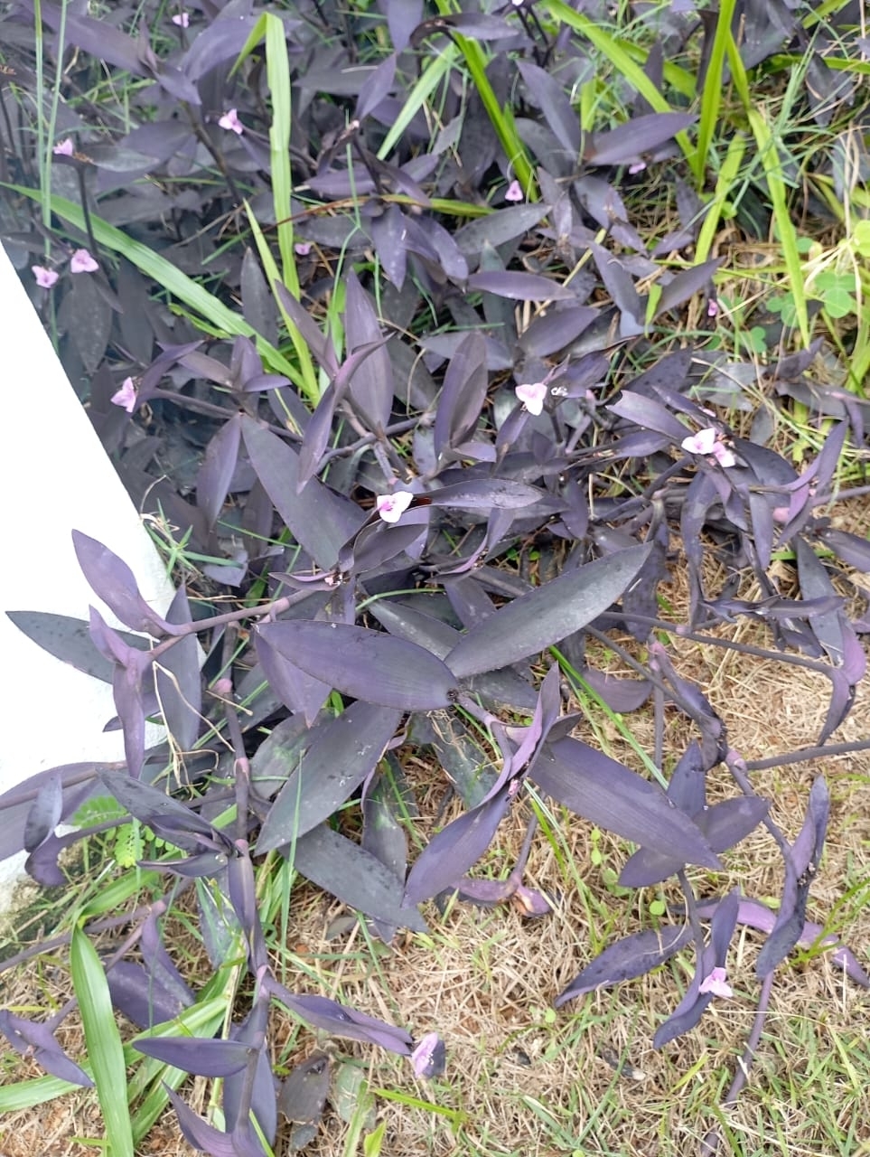 Tradescantia pallida