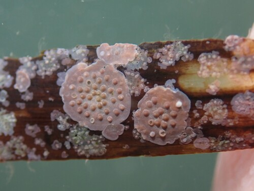 Hydrolithon farinosum observed 2025-06-24