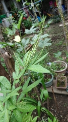 Ohwia caudata