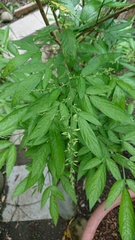 Ohwia caudata