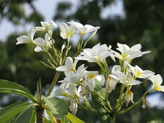 Plumeria rubra