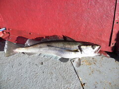 Shallow Water Hake photo 1