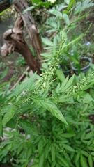 Ohwia caudata