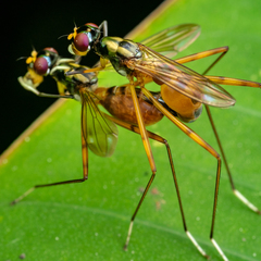 Mimegralla splendens