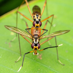 Mimegralla splendens