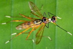 Mimegralla splendens