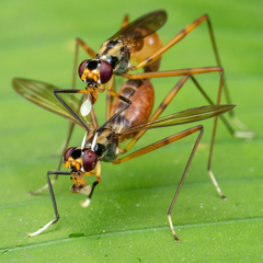 Mimegralla splendens