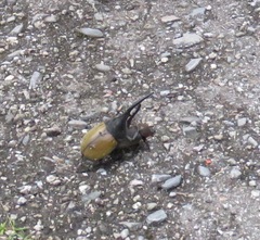 Dynastes trinidadensis