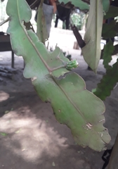 Epiphyllum phyllanthus