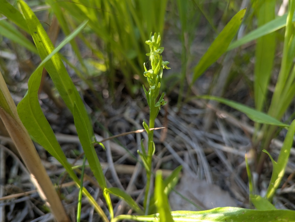 Platanthera aquilonis