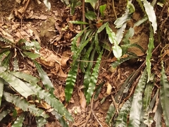 Blechnum patersonii