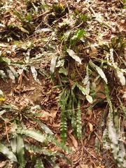 Blechnum patersonii