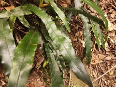 Blechnum patersonii