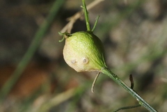 Neolasioptera lathami