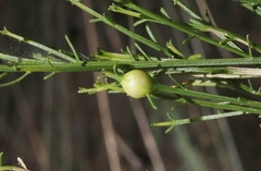 Neolasioptera lathami