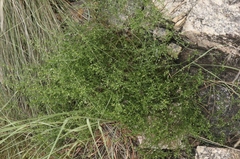 Galium microphyllum