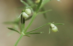 Galium microphyllum