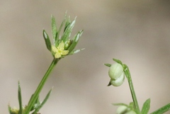 Galium microphyllum