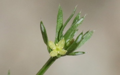 Galium microphyllum