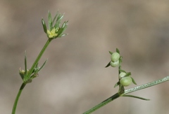 Galium microphyllum