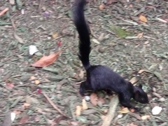 Sciurus aureogaster