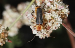 Chauliognathus obscurus