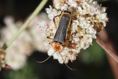 Chauliognathus obscurus
