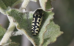 Acmaeodera solitaria
