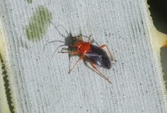 Halticotoma andrei