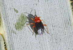 Halticotoma andrei