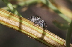 Phidippus carneus