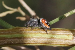 Phidippus carneus