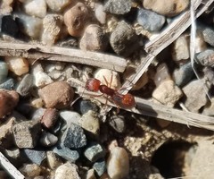 Pogonomyrmex occidentalis