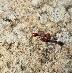 Pogonomyrmex occidentalis