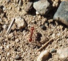 Pogonomyrmex occidentalis