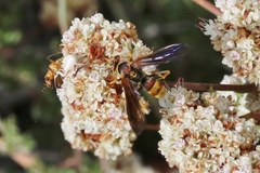 Poecilopompilus algidus