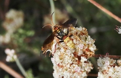Poecilopompilus algidus