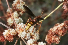 Poecilopompilus algidus