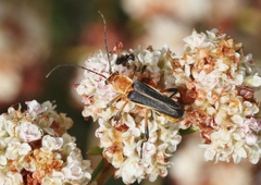 Chauliognathus obscurus