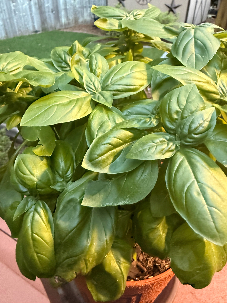 Ocimum basilicum