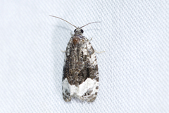Apotomis funerea